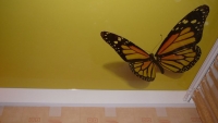 бабочка на желтом лаковом потолке